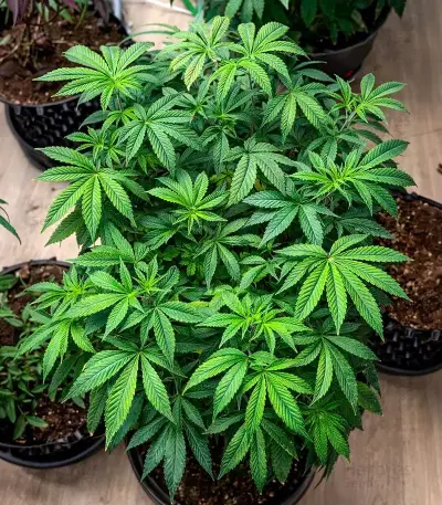 Cream Auto feminized seeds