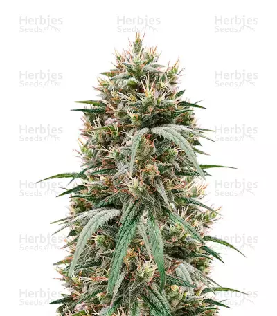 Fem Mix Pack #1 Seeds from Herbies Seeds