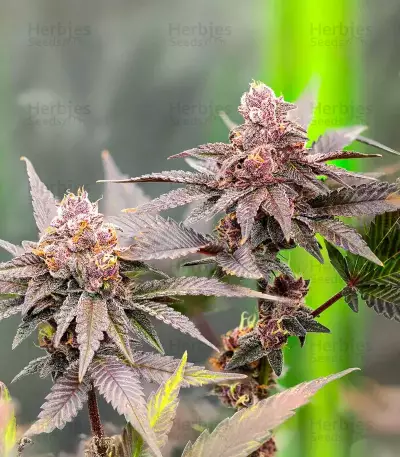 G.S. Cookies Feminized (Humboldt Seeds Company)