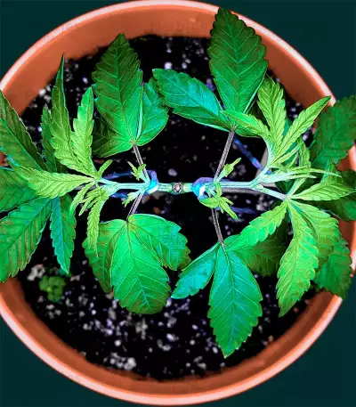 Gorilla Glue #4 (Herbies Seeds)