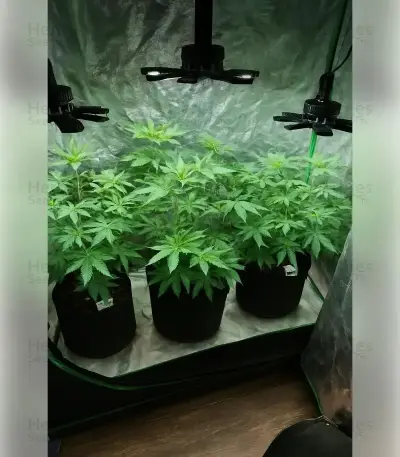 Godfather OG Seeds