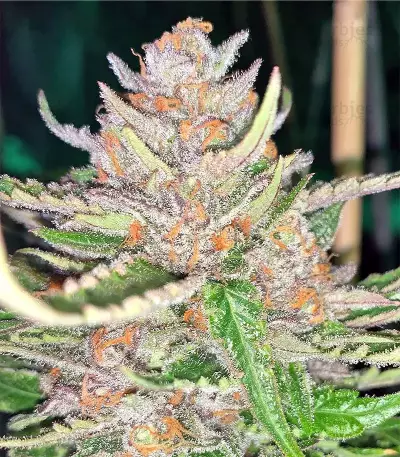 Grandaddy Purple feminized seeds (Big Head Seeds)
