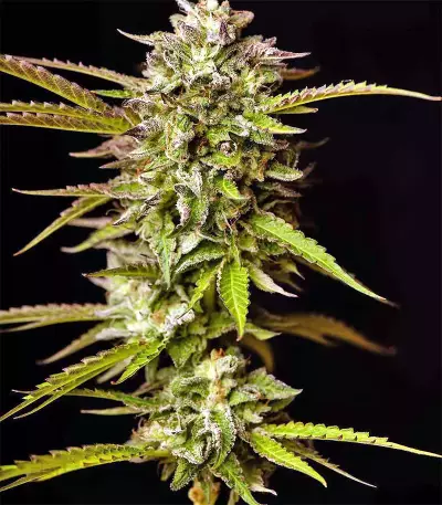 Graines de cannabis Guys Girl Scout Cookie Glue Auto (GGG1 Auto) (Dr. Krippling Seeds)