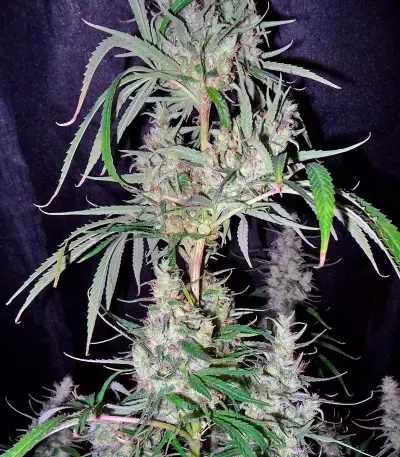 Hawaiian Snow (GHS)