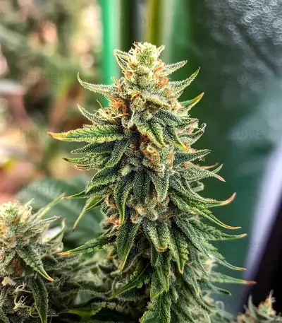 Ice Cream Cake Auto Seeds
