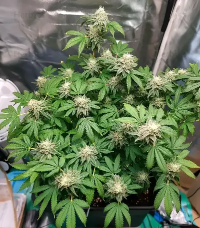 King's Juice Seeds