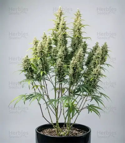 Lemon Haze Auto Seeds