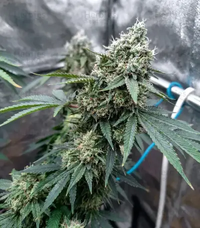 Lemon O.G. Seeds
