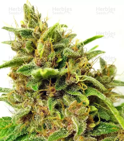 Graines de cannabis Malawi x PCK Regular (Ace Seeds)