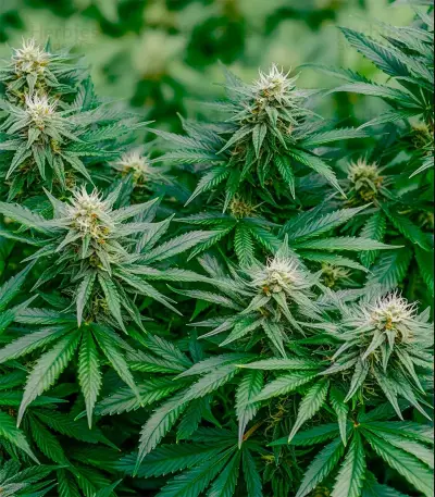 Northern Flame feminized seeds