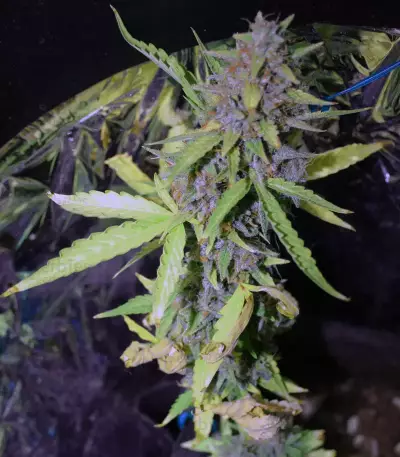 Northern Light Auto Seeds