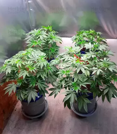 Sementes Feminizadas de Orange Cream Pop (Humboldt Seed Company)