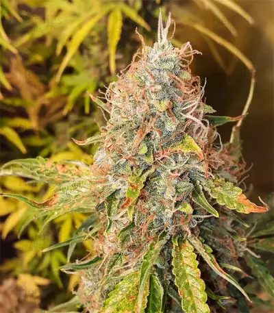 Original Auto Jack Herer Seeds