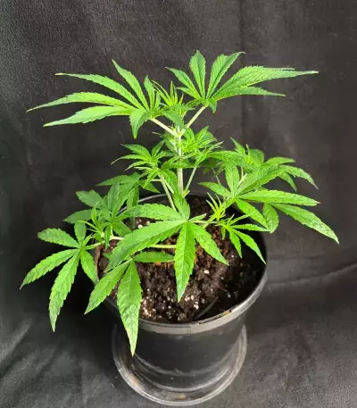 Pound Cake Auto Seeds