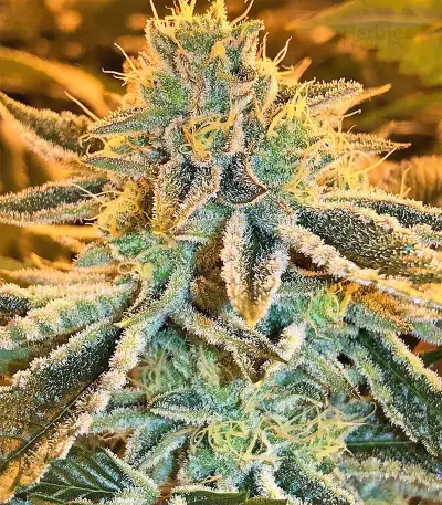 Pure Kush Seeds (Original Sensible Seeds)