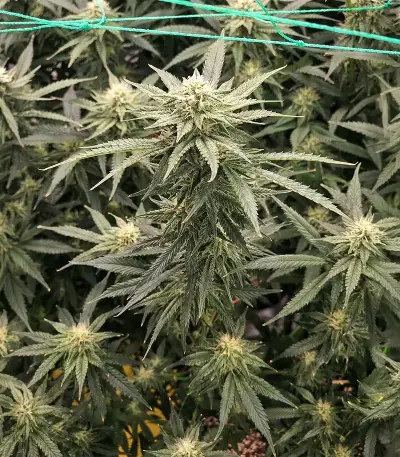 Graines de cannabis Purple (Ceres Seeds)