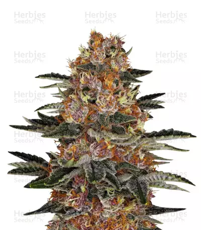 Sementes Feminizadas de Purple Punch Auto (Barney's Farm)