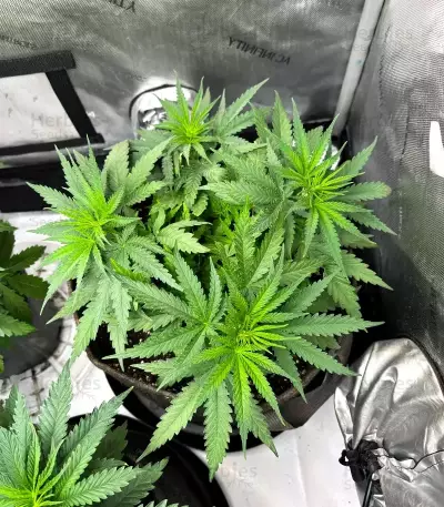 Rosetta Stone Seeds (Brothers Grimm Seeds)