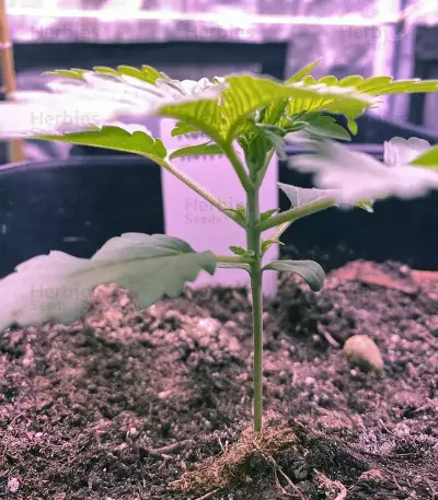 Runtz Muffin Seeds (Barney’s Farm)