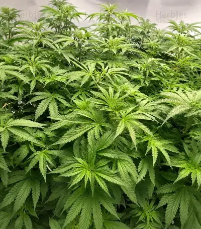 Sativa Dream Seeds