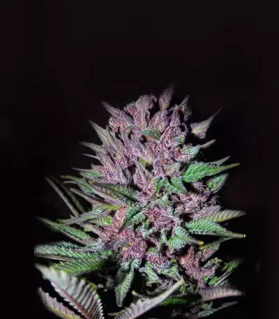 Shiva Blue regular (Xtreme Seeds)