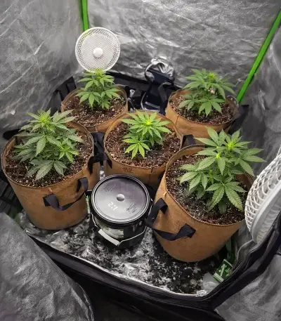 Sky Walker Auto Seeds