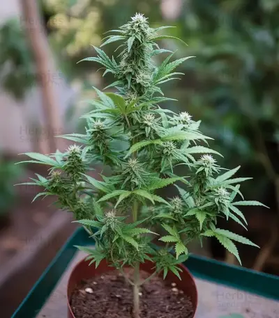 Graines de cannabis Some Sweet (Medical Seeds)