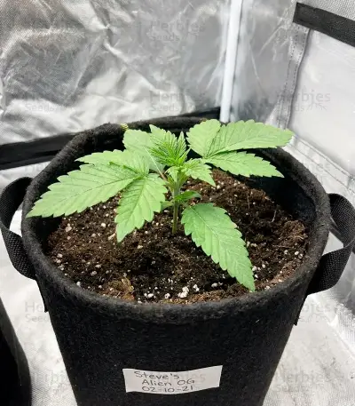 Steve’s Alien OG Seeds