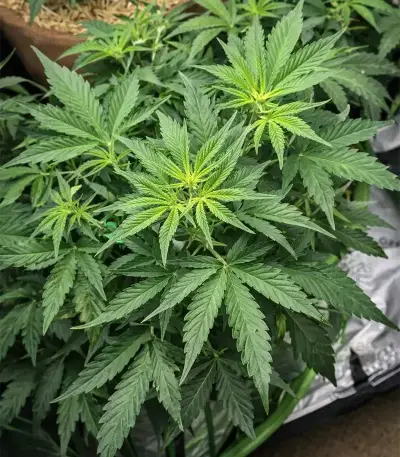 Super Lemon Cloud Auto Seeds