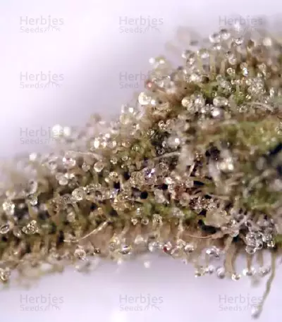 Tikal Seeds - Cannabis Strain Seeds for Sale
