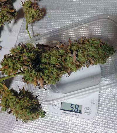 Graines de cannabis THC Bomb Regular (Bomb Seeds)