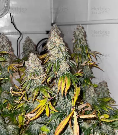 The White Fire OG Feminized Seeds (Seedkeepers)