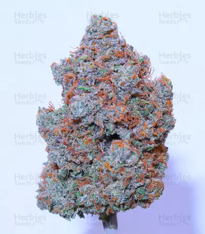 Girl Scout Cookies Autoflower (Herbies Seeds)