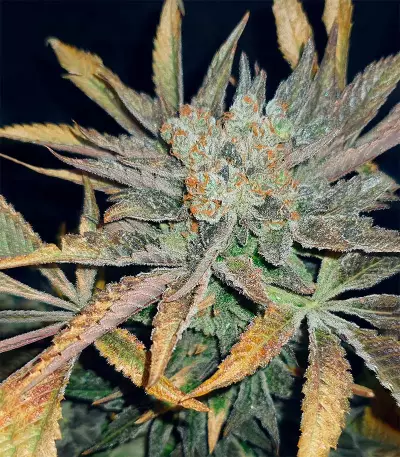 Amnesia Haze (Herbies Seeds)