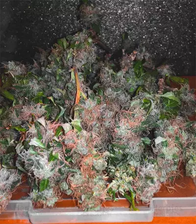 Blueberry strain