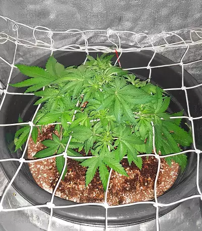 22 Seeds