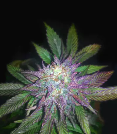 24 Carat Auto (Mephisto Genetics)
