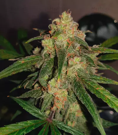 Critical + 2.0 Autoflowering feminized seeds
