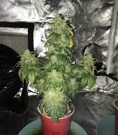 Original Auto Russian Seeds