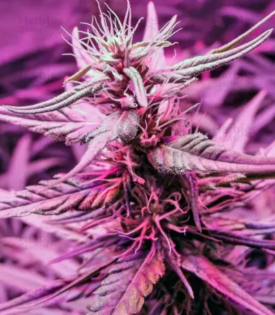 Desfrán feminized seeds