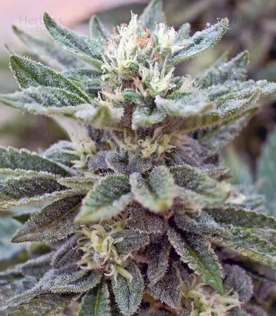 Durban Poison Seeds