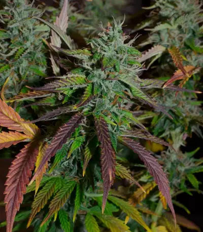 Auto Banana Blaze feminized seeds