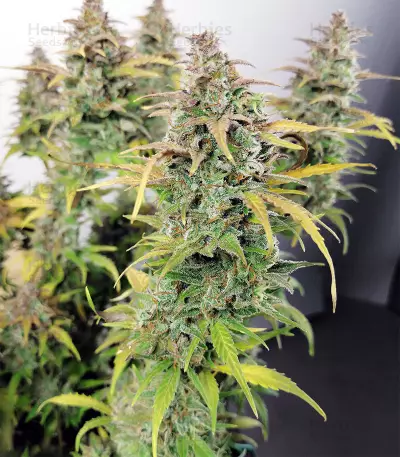 Auto Top 69 strain