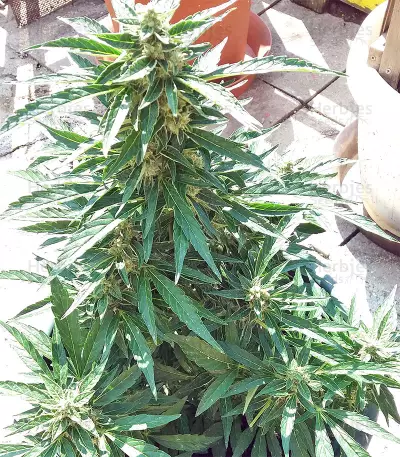 BCN Power Plant Seeds