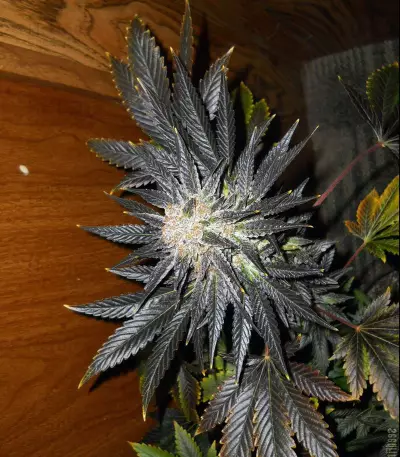 Blue Venom strain
