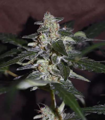 Bruce Banner #3 Auto strain