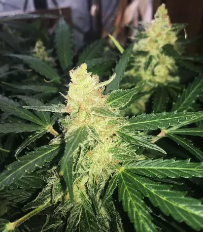 Buddha Deimos Auto Regular seeds