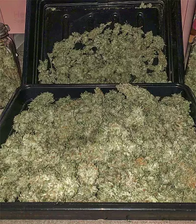Candy Kush Auto feminized seeds