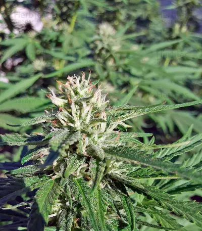 Chocolate Mint OG Seeds