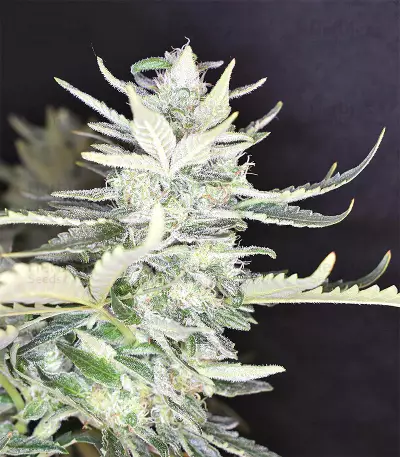 Destroyer Seeds